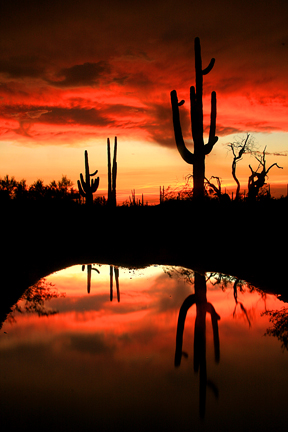 Saguaro Sunset